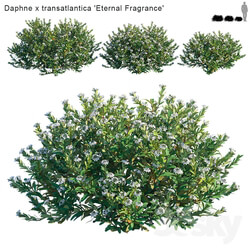 Daphne x transatlantica Eternal Fragrance 