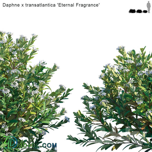 Daphne x transatlantica Eternal Fragrance