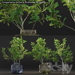 Conganania Axillaris branches in vases 