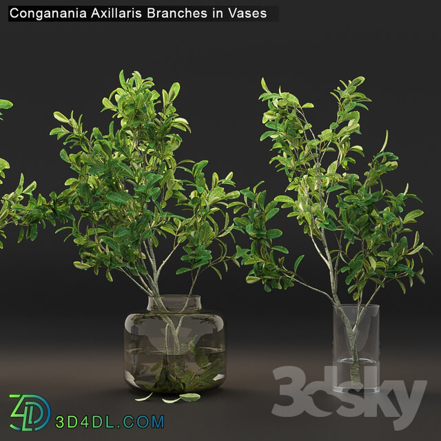 Conganania Axillaris branches in vases