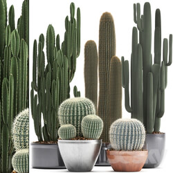 Collection of plants 300. Cactus set. Echinocactus round cactus cereus Barrel cactus indoor cactus desert plants 3D Models 