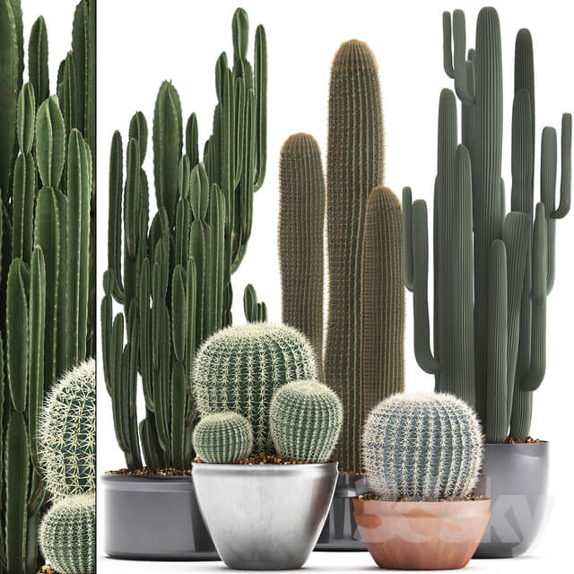 Collection of plants 300. Cactus set. Echinocactus round cactus cereus Barrel cactus indoor cactus desert plants 3D Models