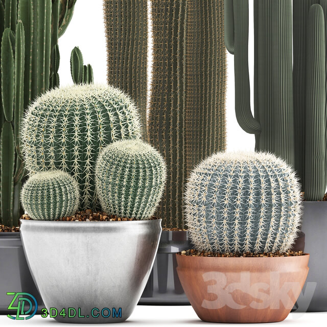 Collection of plants 300. Cactus set. Echinocactus round cactus cereus Barrel cactus indoor cactus desert plants 3D Models