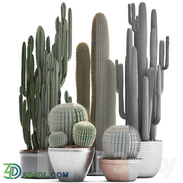 Collection of plants 300. Cactus set. Echinocactus round cactus cereus Barrel cactus indoor cactus desert plants 3D Models