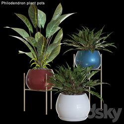 Philodendron plant pots 2 