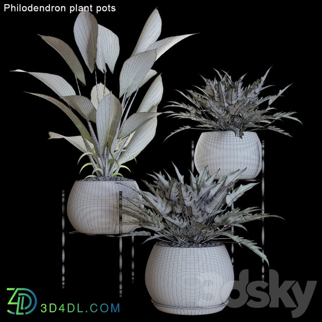 Philodendron plant pots 2