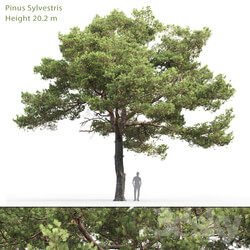 Common Pine Pinus sylvestris 20 12.2m  