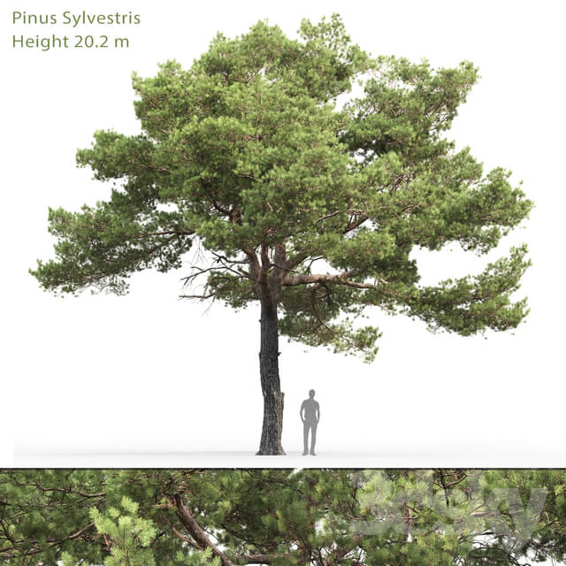 Common Pine Pinus sylvestris 20 12.2m 