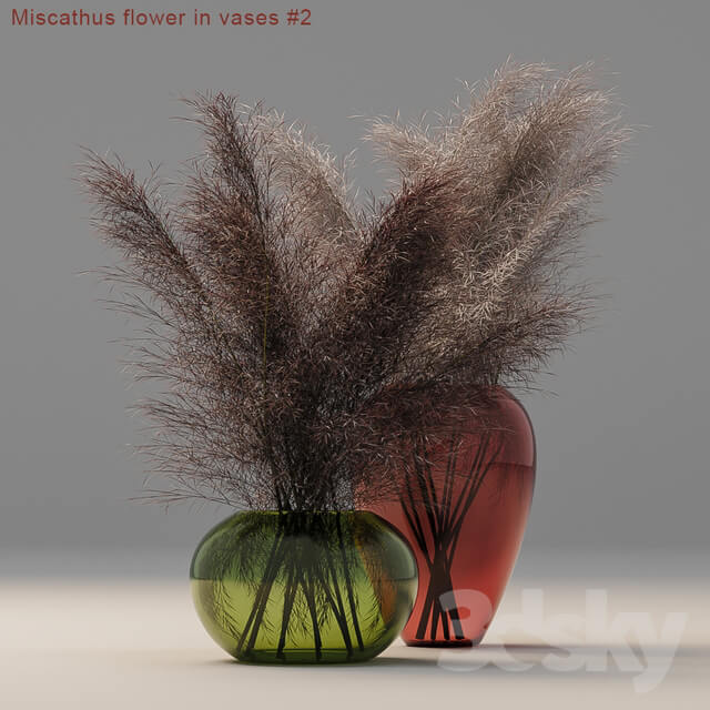 Miscathus flower in vases 2