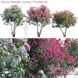 Nerium Oleander Laurier Trúc Đào 2 