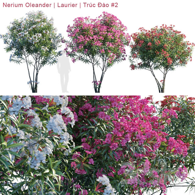 Nerium Oleander Laurier Trúc Đào 2