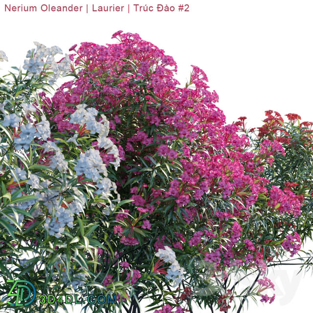 Nerium Oleander Laurier Trúc Đào 2