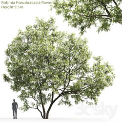 White Acacia Robinia Pseudoacacia 5 9.5m  