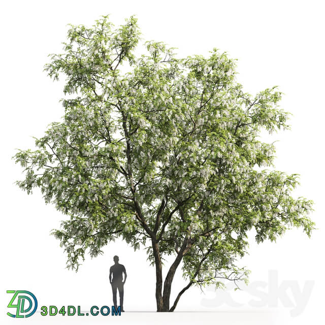 White Acacia Robinia Pseudoacacia 5 9.5m 