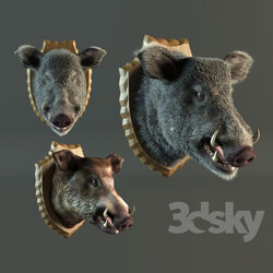 Other decorative objects stuffed wild boar 