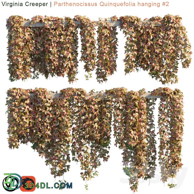 Outdoor Virginia Creeper Parthenocissus Quinquefolia hanging 2 10 module