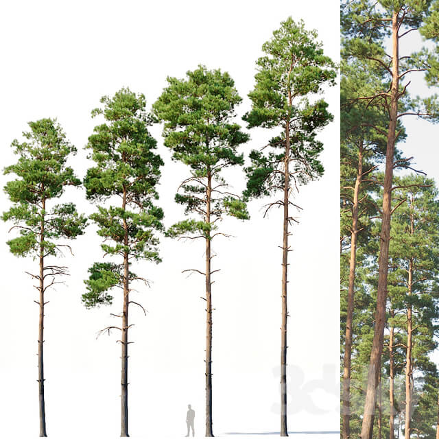 Pinus sylvestris 6 H17 22m Four tree set