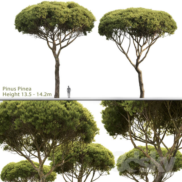 Pine 3D Models