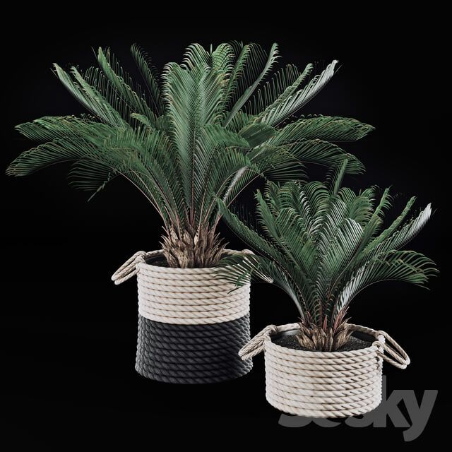 Palms in baskets