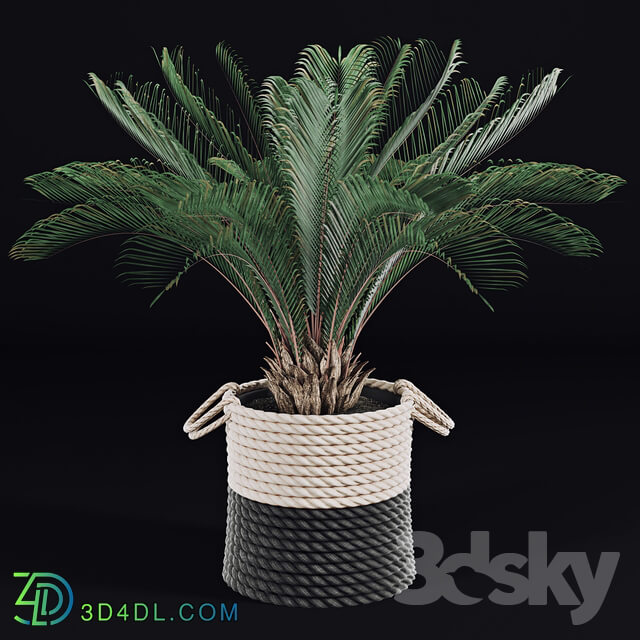 Palms in baskets