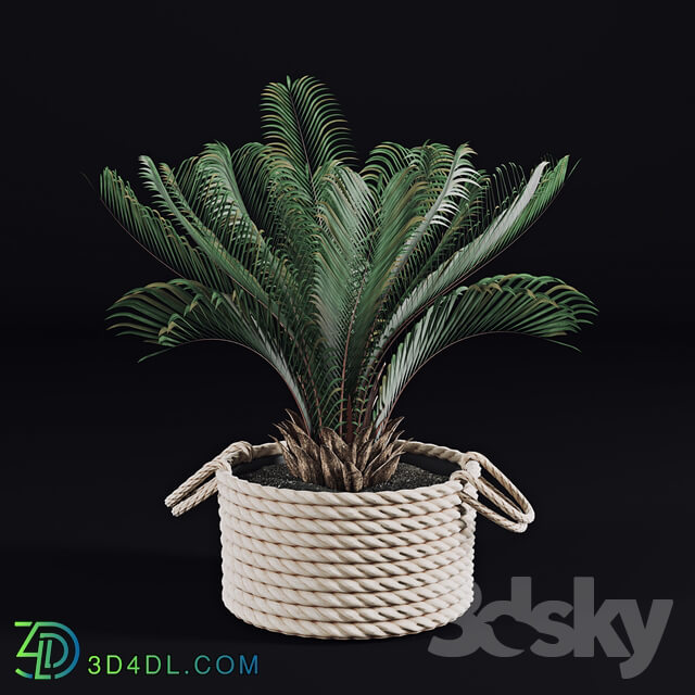 Palms in baskets