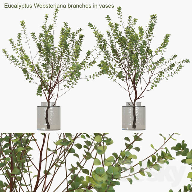 Eucalyptus Websteriana branches in vases 1