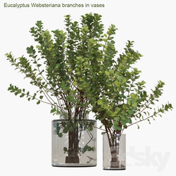 Eucalyptus Websteriana branches in vases 2 