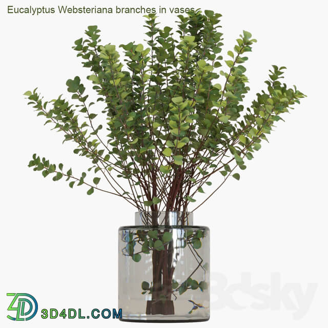 Eucalyptus Websteriana branches in vases 2