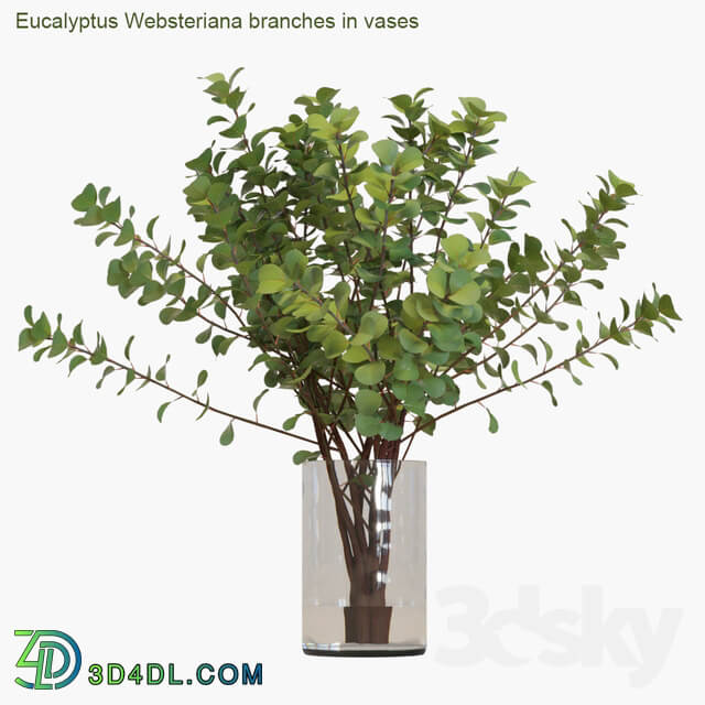 Eucalyptus Websteriana branches in vases 2