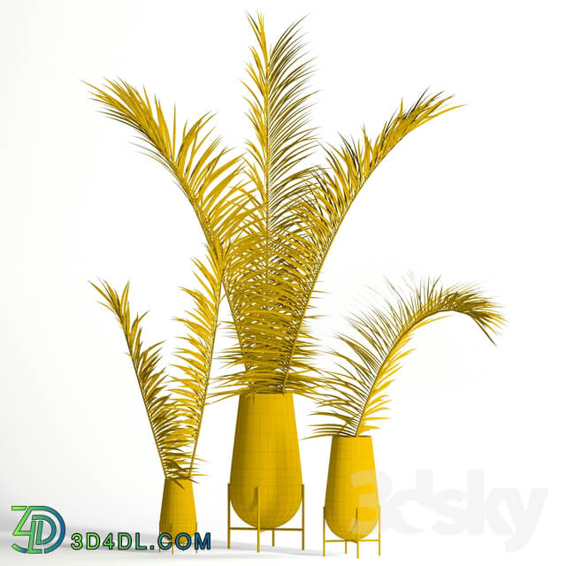 Dry palm leaves in Echasse vases