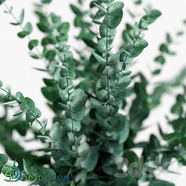 Bouquet of eucalyptus branches