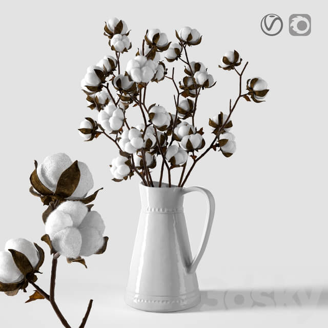 Plant Cotton in a jug