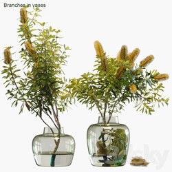 Branches in vases 28 Banksia 