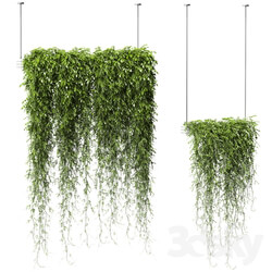 Plants in Hanging Planters v2. 2 models 