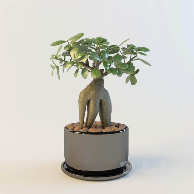 Plant Ficus Microcarpa