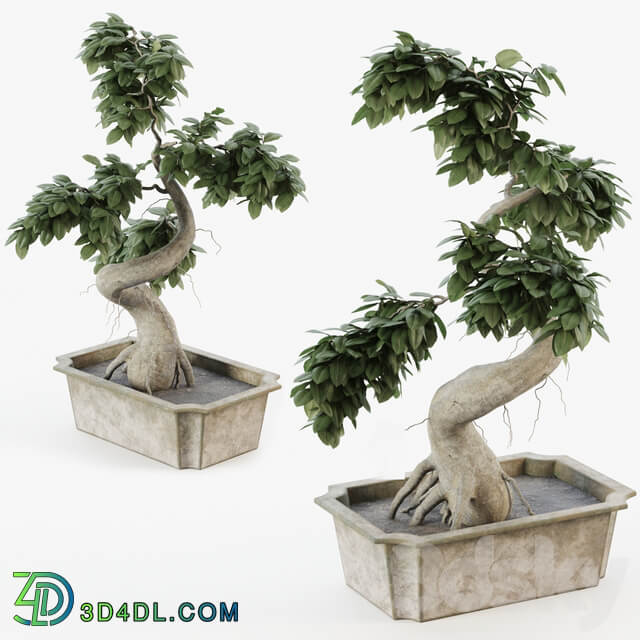 Bonsai tree ficus