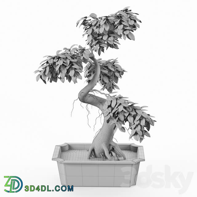 Bonsai tree ficus