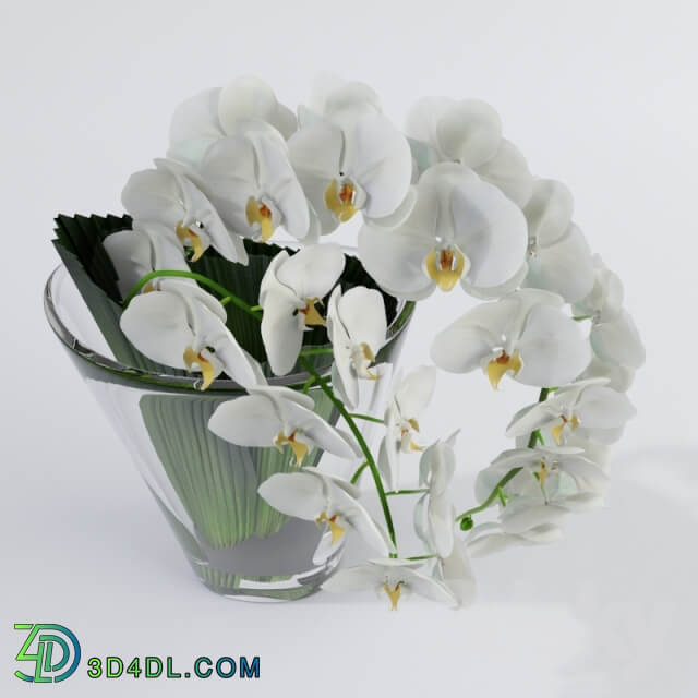 Plant Orchid VG