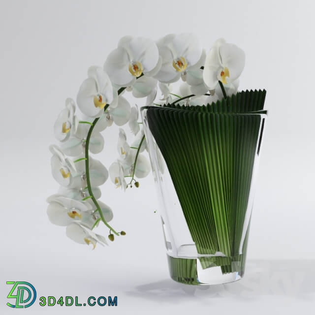 Plant Orchid VG