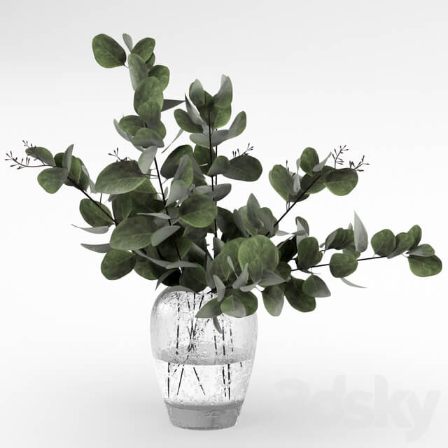 Bouquet of eucalyptus