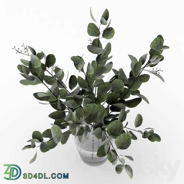 Bouquet of eucalyptus