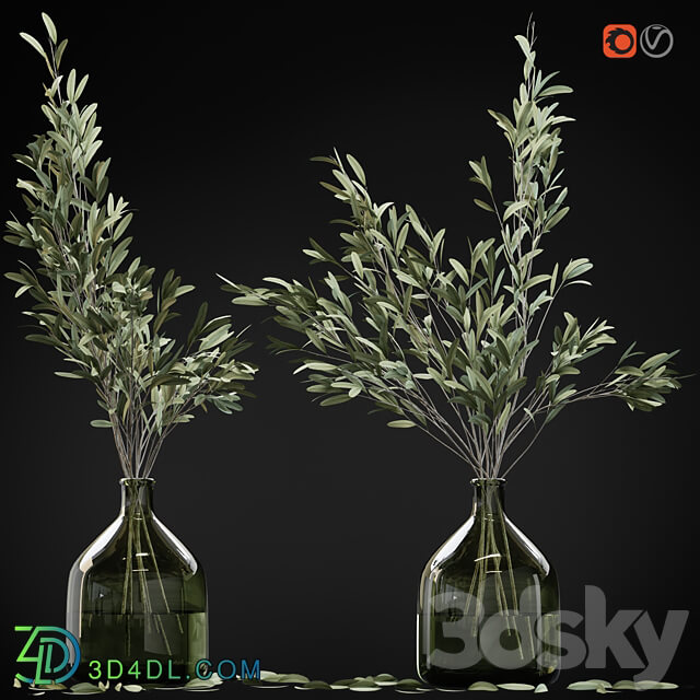 Olive stems in glass vase with water