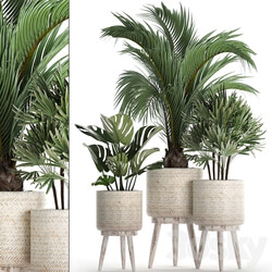 Plant Collection 427. Rapis monstera indoor plants Scandinavian style eco design natural materials Raphis Palm 3D Models 