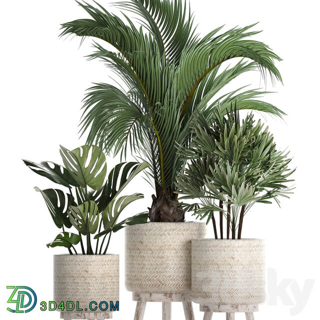 Plant Collection 427. Rapis monstera indoor plants Scandinavian style eco design natural materials Raphis Palm 3D Models