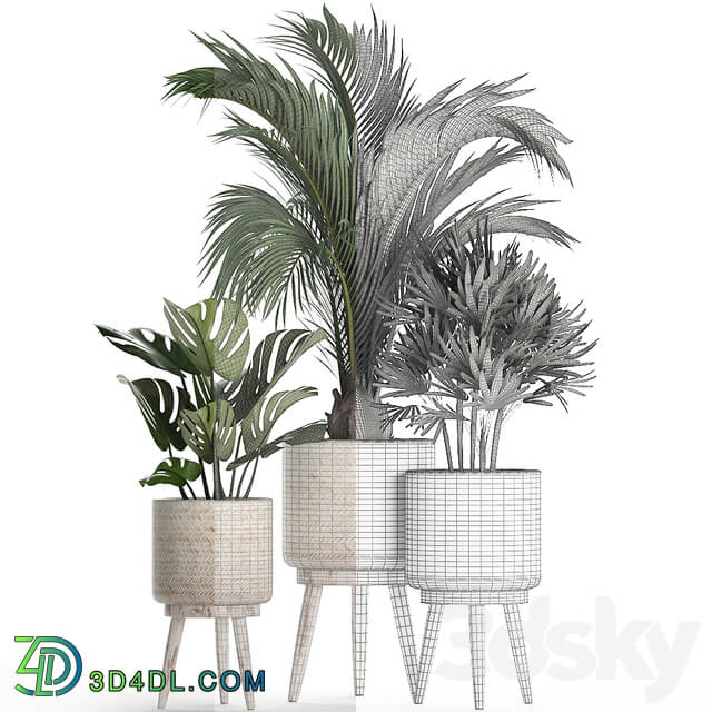 Plant Collection 427. Rapis monstera indoor plants Scandinavian style eco design natural materials Raphis Palm 3D Models