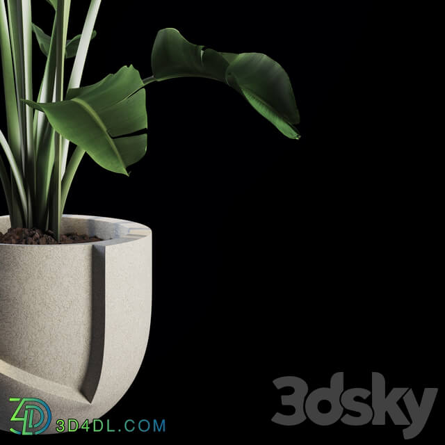 Indoor Plants Set 02