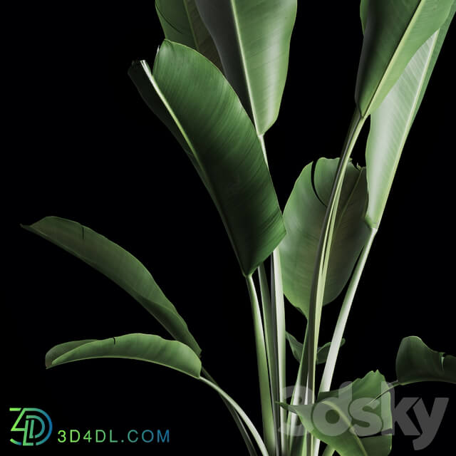 Indoor Plants Set 02