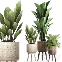 Plant Collection 428. basket rattan strelitzia philodendron palm grass indoor plants scandinavian style eco design natural decor 3D Models 