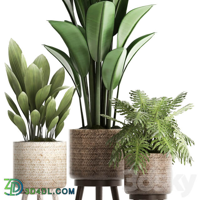 Plant Collection 428. basket rattan strelitzia philodendron palm grass indoor plants scandinavian style eco design natural decor 3D Models