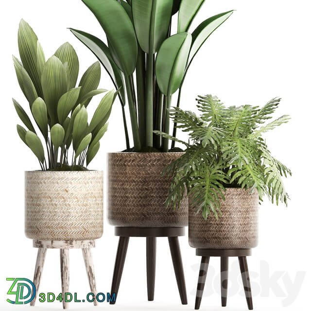 Plant Collection 428. basket rattan strelitzia philodendron palm grass indoor plants scandinavian style eco design natural decor 3D Models